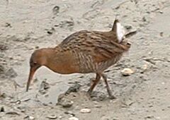 Clapper Rail